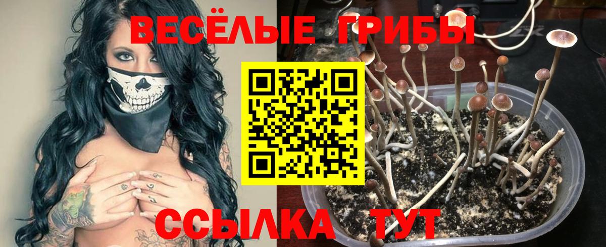 Псилоцибиновые грибы Cubensis Электрогорск